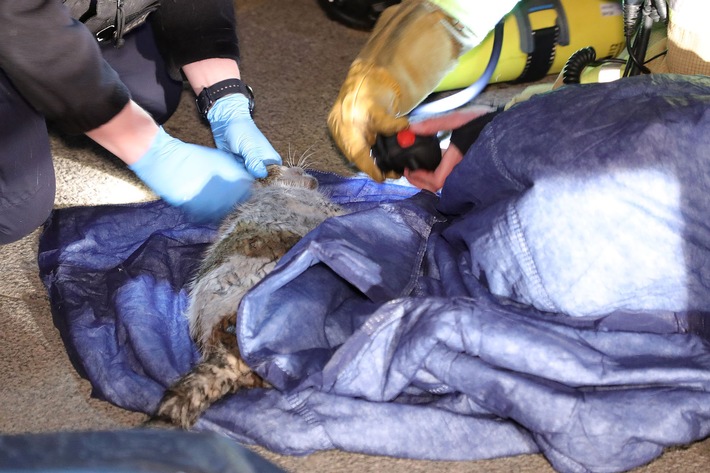 Brand in Wohnung: Feuerwehr rettet Katze und löscht Couchinferno!